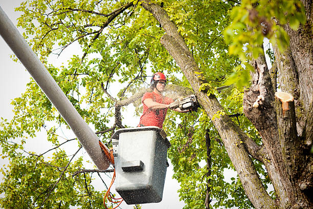 The Steps Involved in Our Tree Care Process in Whiting, WI